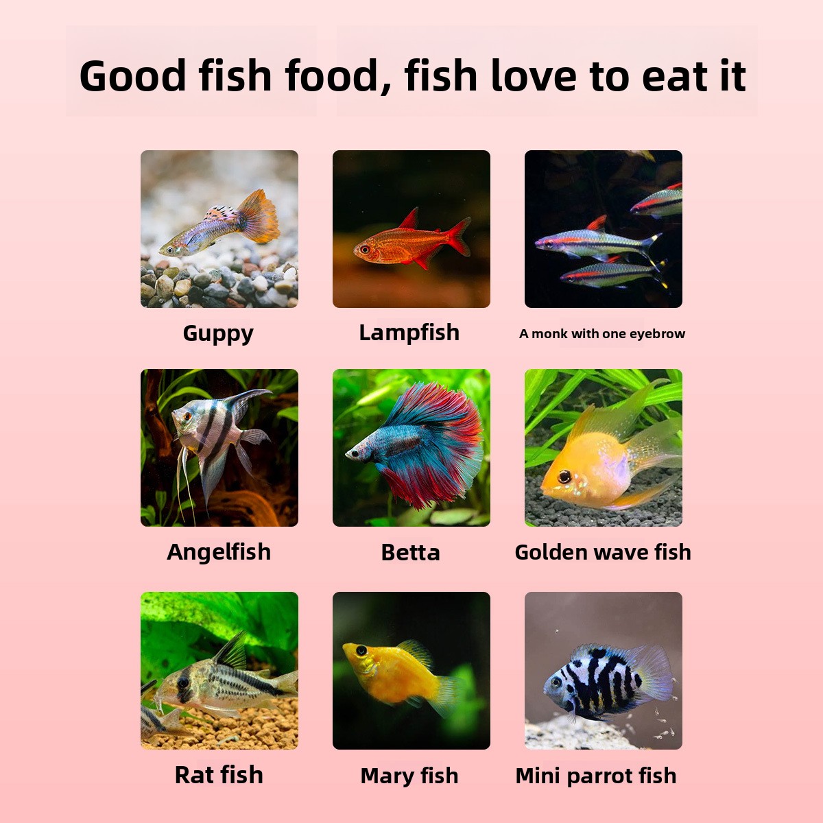 DINGZU Tropical Nano Fish Food - đánh giá và giá Baby Food High In Protein